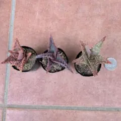 2026年最新】ロウルサンコ アロエの人気アイテム - メルカリ