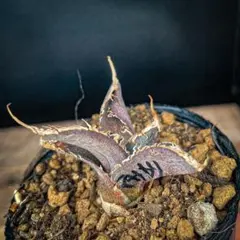 2026年最新】ロウルサンコ 多肉の人気アイテム - メルカリ