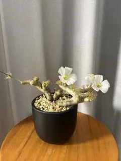 早い者勝ち 超極太 実生 パキプス オペルクリカリアパキプス - メルカリ