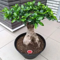 オリーブの木 イタリア製 テラコッタ鉢植え エルグレコ H120 - メルカリ