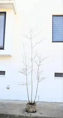 2026年最新】ドウダンツツジの人気アイテム - メルカリ