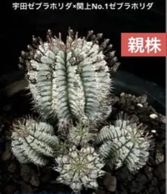 2026年最新】宇田ホリダの人気アイテム - メルカリ