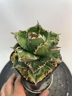 2026年最新】アガベ皇冠 クラウンの人気アイテム - メルカリ