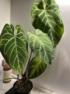 2026年最新】アンスリウム レガレの人気アイテム - メルカリ