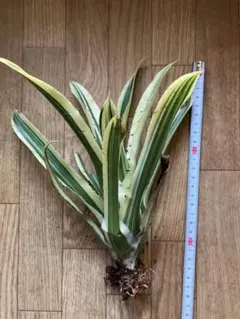 2026年最新】珍しいタンクブロメリアの人気アイテム - メルカリ