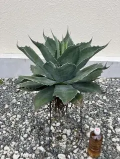 2026年最新】オバティフォリア フロスティブルーの人気アイテム - メルカリ