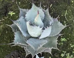 2026年最新】パラサナ マルガリータの人気アイテム - メルカリ