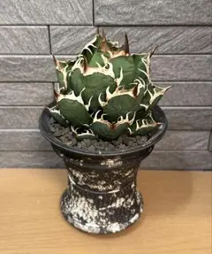 2026年最新】レッドキャットウィーズル ゴリ猫の人気アイテム - メルカリ