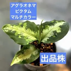2026年最新】アグラオネマ ピクタム マルチカラーの人気アイテム