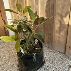 2026年最新】リトルジェムの人気アイテム - メルカリ