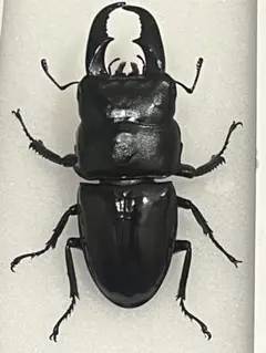 2026年最新】ヒラタクワガタ 標本の人気アイテム - メルカリ