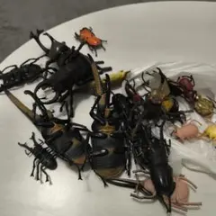 2026年最新】昆虫 標本 販売の人気アイテム - メルカリ