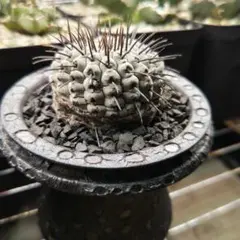 2026年最新】コルムナアルバの人気アイテム - メルカリ