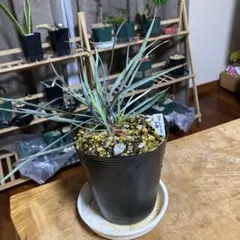 2026年最新】ユッカロストラータ ダブルヘッドの人気アイテム - メルカリ