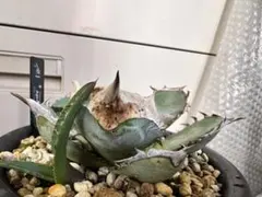 2026年最新】オアハカ 子株の人気アイテム - メルカリ