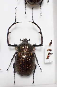 2026年最新】テナガコガネの人気アイテム - メルカリ