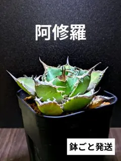 2026年最新】アガベ 鉢の人気アイテム - メルカリ