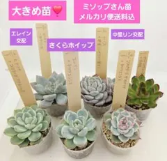 2026年最新】ミソップ苗の人気アイテム - メルカリ