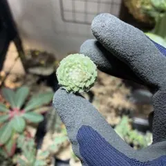 2026年最新】菊水 サボテンの人気アイテム - メルカリ