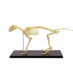 2026年最新】骨格標本 猫の人気アイテム - メルカリ