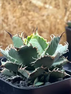 2026年最新】アガベ チタノタ フィリグリーの人気アイテム - メルカリ