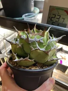 2026年最新】イラン株 アガベの人気アイテム - メルカリ