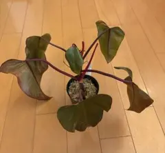 2026年最新】フィロデンドロン ストロベリーシェイクの人気アイテム