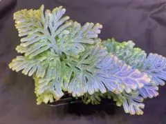 2026年最新】セラギネラ サイアメンシスの人気アイテム - メルカリ