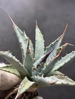 2026年最新】ユタエンシス エボリスピナの人気アイテム - メルカリ