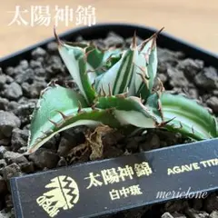 2026年最新】太陽神 アガベの人気アイテム - メルカリ