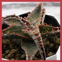 2026年最新】ヘミンギーの人気アイテム - メルカリ