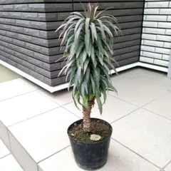 2026年最新】デスメティアーナ ユッカの人気アイテム - メルカリ