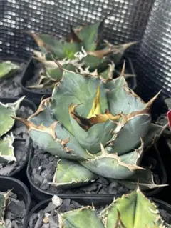 2026年最新】アガベ 鳳凰の人気アイテム - メルカリ