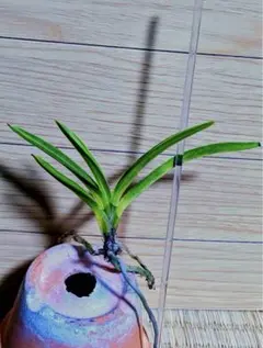 2026年最新】羆 富貴蘭の人気アイテム - メルカリ