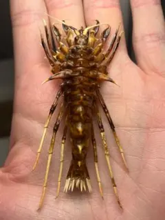 サカダチコノハナナフシ9匹セット＋ ギガンティアナナフシ一匹 標本箱