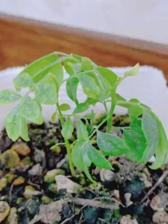 2026年最新】カレーリーフの人気アイテム - メルカリ