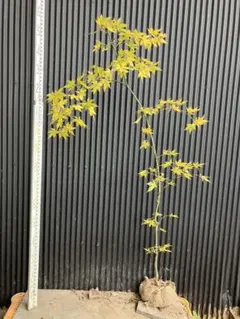 2026年最新】山採り もみじの人気アイテム - メルカリ