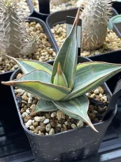 2026年最新】サンセベリア ピングイキュラの人気アイテム - メルカリ