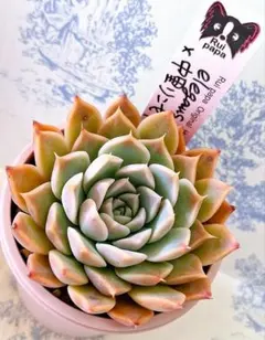 2026年最新】中里リンぜアナの人気アイテム - メルカリ