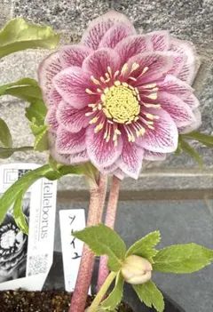 2026年最新】広瀬園芸 ソレイユの人気アイテム - メルカリ