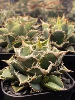 2026年最新】白豪刺の人気アイテム - メルカリ