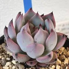 2026年最新】おらいさん苗 円の人気アイテム - メルカリ