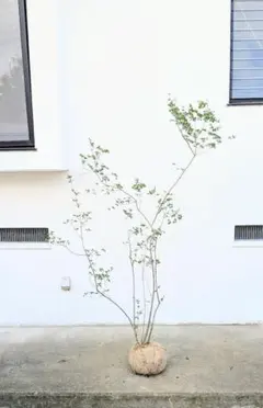 2026年最新】ドウダンツツジ 山採りの人気アイテム - メルカリ