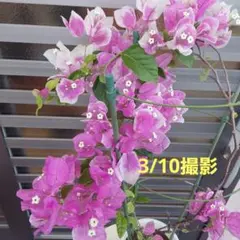 2026年最新】ブーゲンビリアの人気アイテム - メルカリ