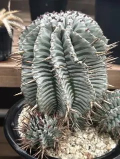 2026年最新】宇田ホリダの人気アイテム - メルカリ