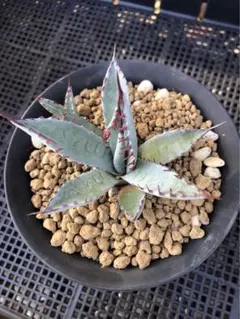 2026年最新】屈原の舞扇の人気アイテム - メルカリ