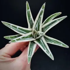 2026年最新】アガベ氷山の人気アイテム - メルカリ