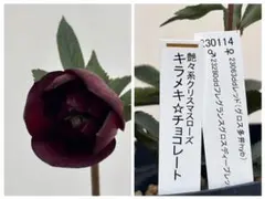 クリスマスローズ 認定！美黒姫 加藤農園 - メルカリ