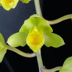 2026年最新】カタセタムの人気アイテム - メルカリ