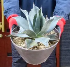 2026年最新】ovatifoliaの人気アイテム - メルカリ